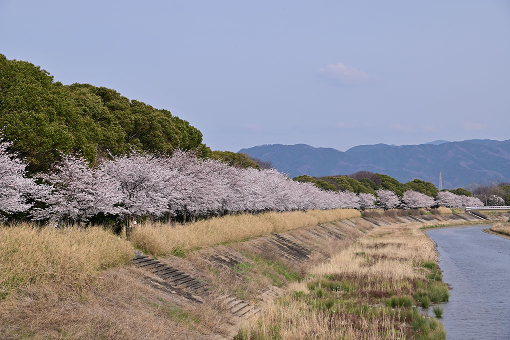 大和川の桜並木
