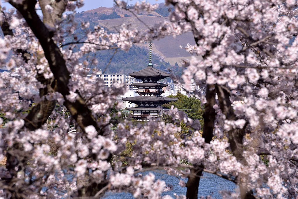 薬師寺と桜