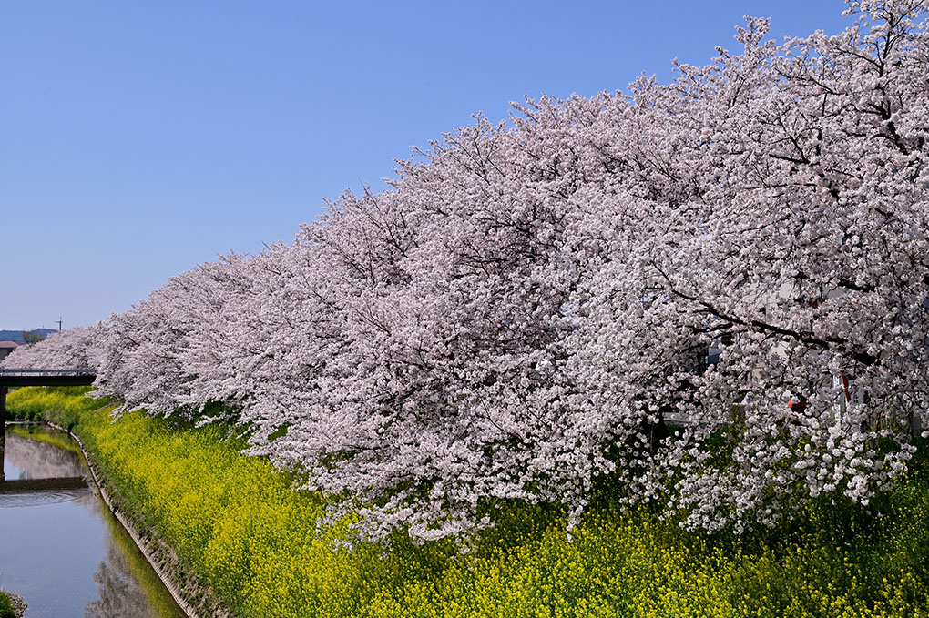 佐保川の桜並木と菜の花