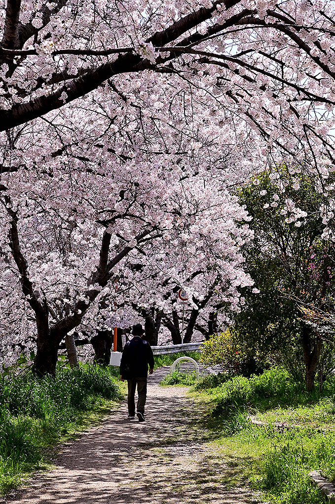 佐保川の桜並木