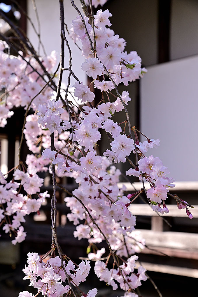 帯解寺の枝垂れ桜