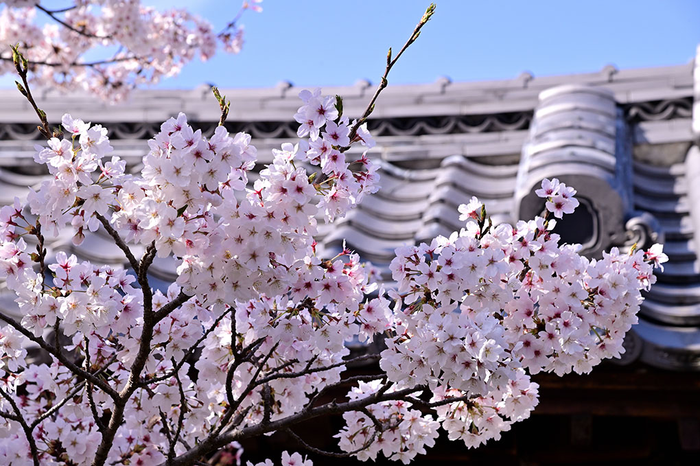 帯解寺の桜
