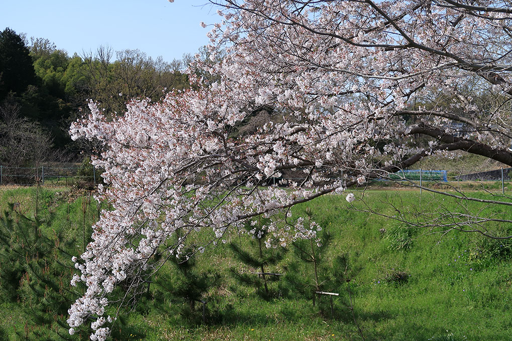 神功皇后陵の桜