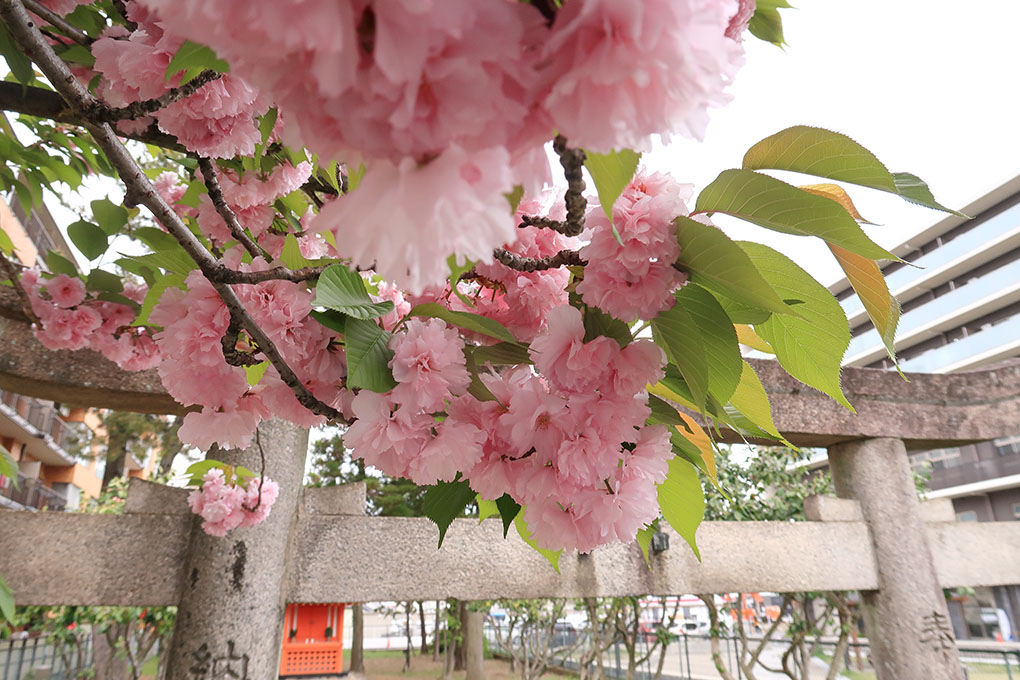 西大寺石落神社の八重桜