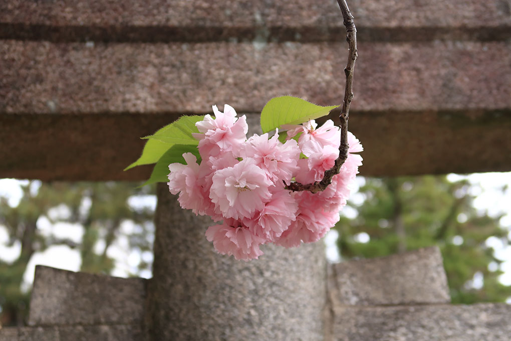 西大寺石落神社の八重桜