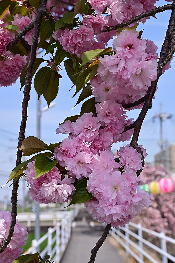 水路沿いの八重桜