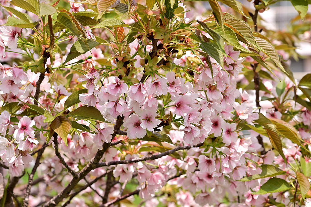 飛鳥川の山桜