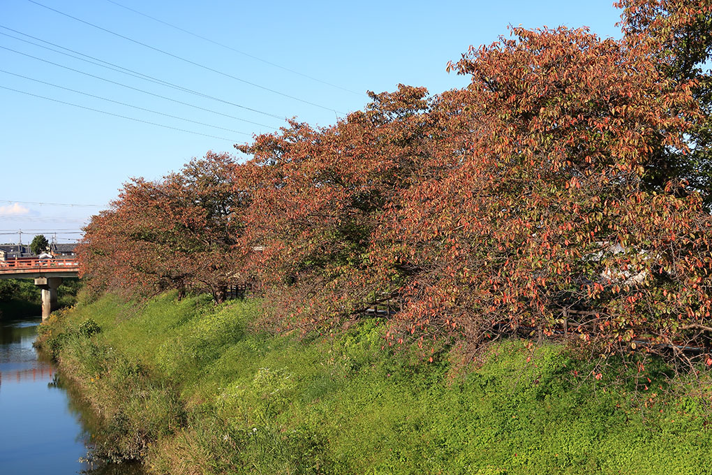 秋篠川の桜並木の紅葉