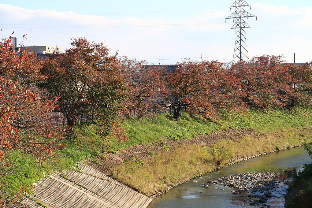 秋篠川の桜並木の紅葉