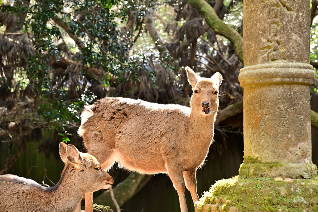 春日大社参道の石燈籠と鹿
