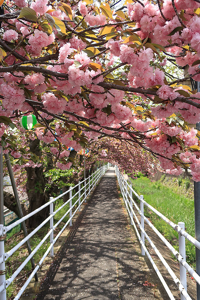 水路沿いの八重桜