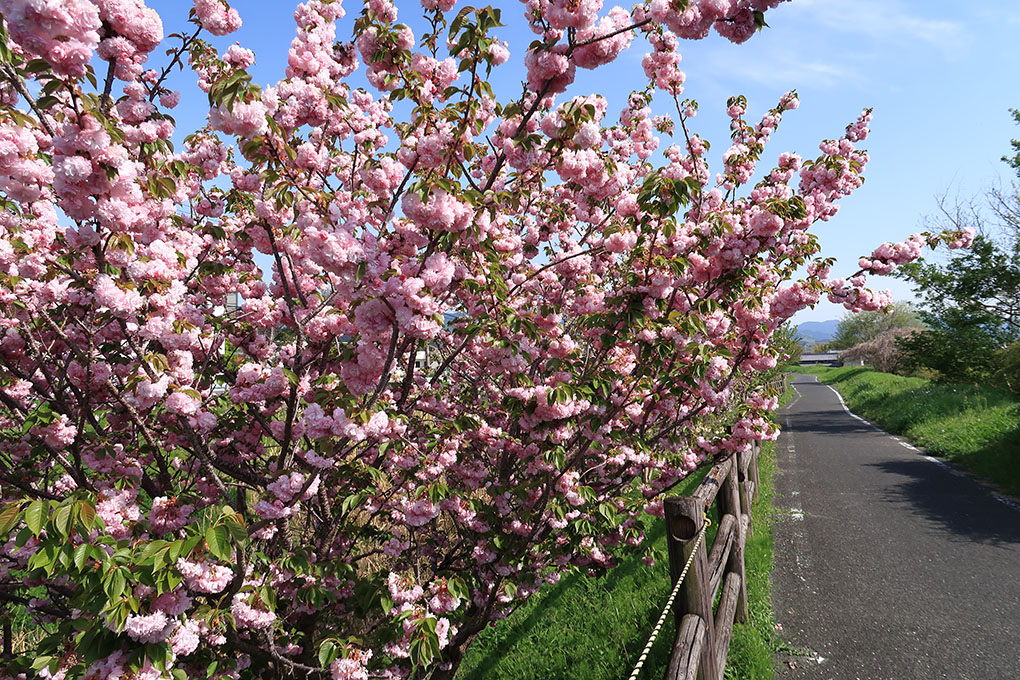 飛鳥川の八重桜