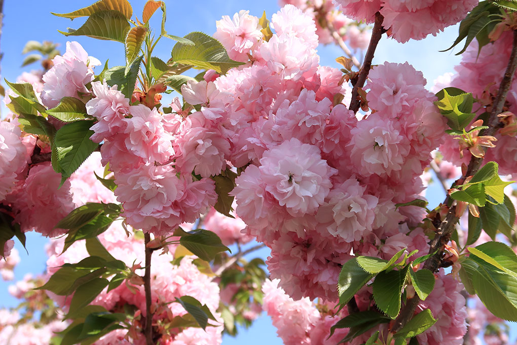飛鳥川の八重桜