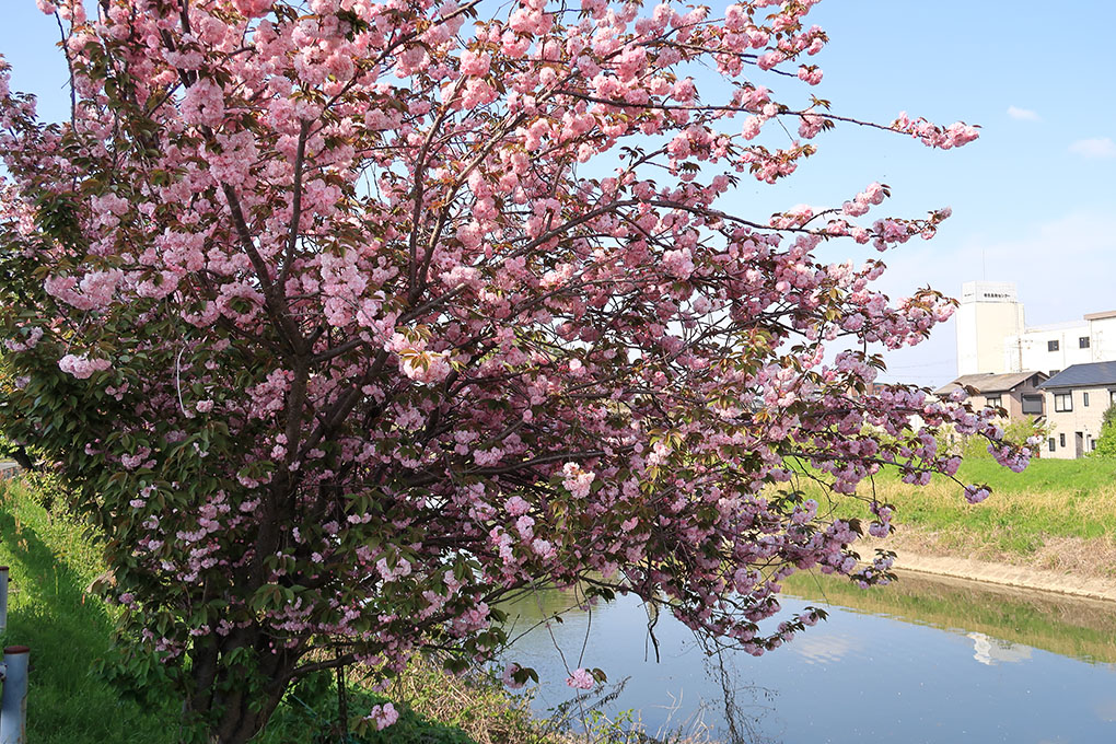 寺川沿いの八重桜