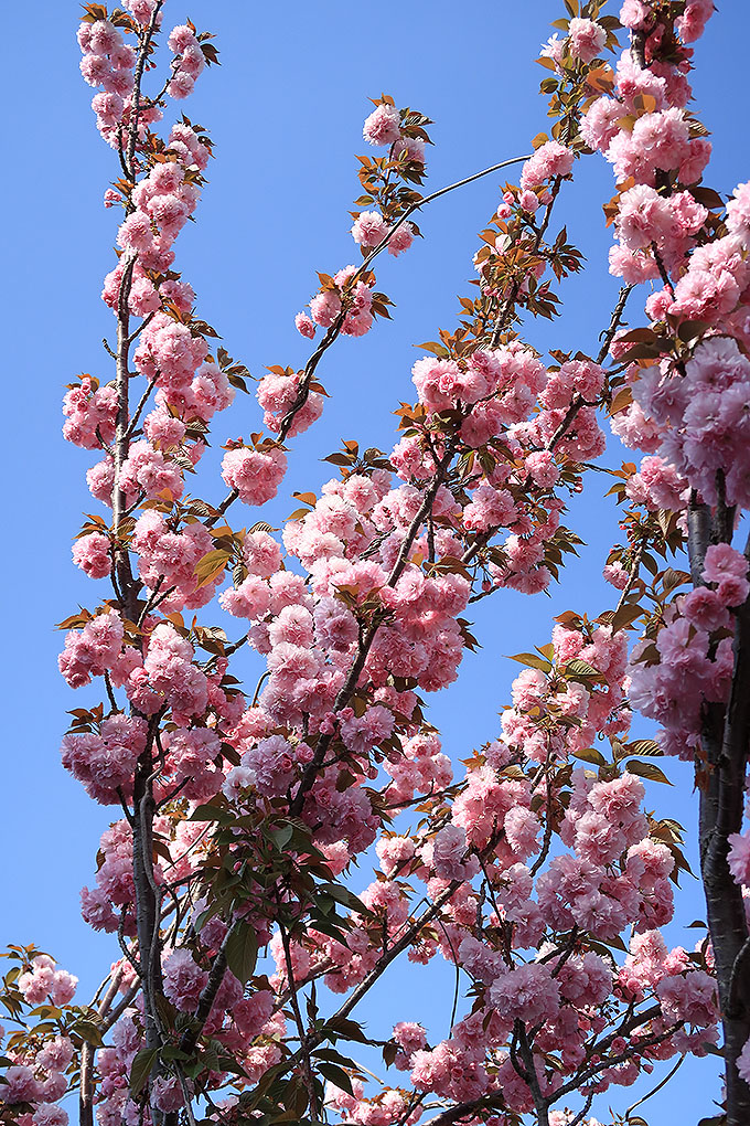 寺川沿いの八重桜