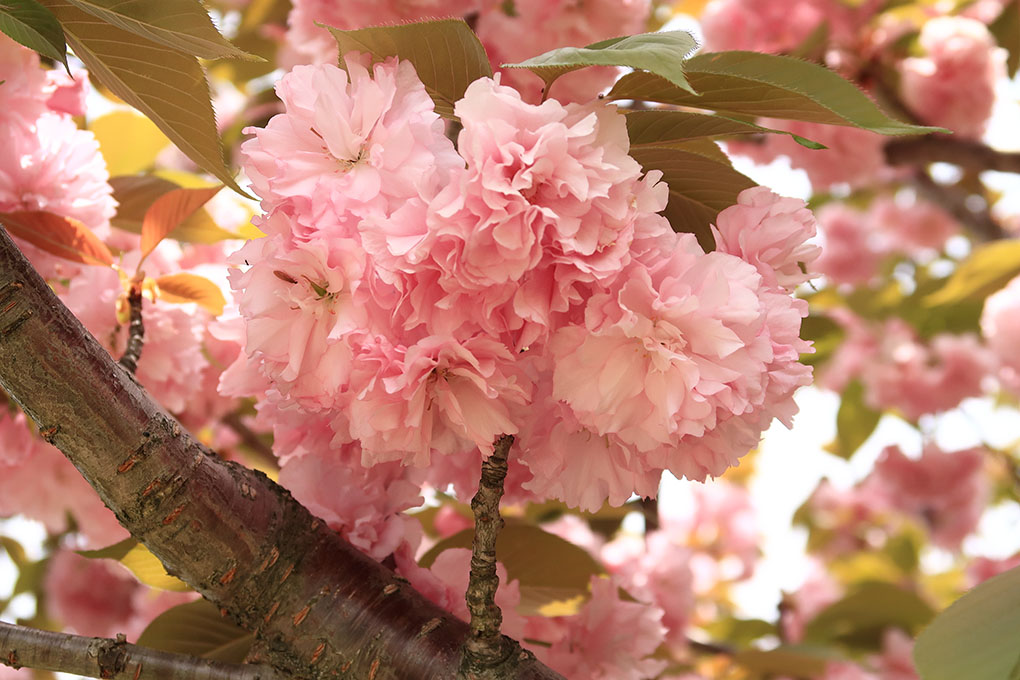 秋篠川の八重桜
