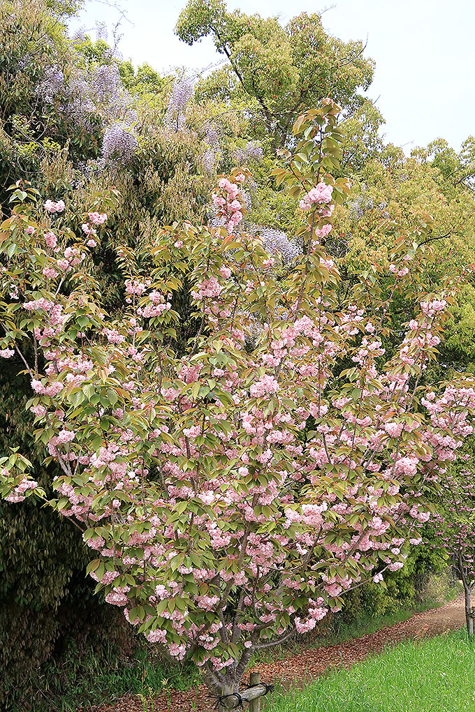 秋篠川の八重桜