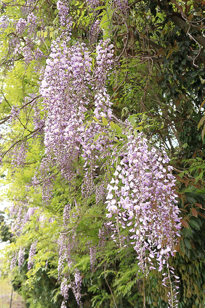 水鏡天神社の藤の花