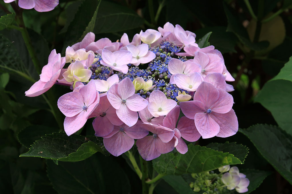 額紫陽花の花