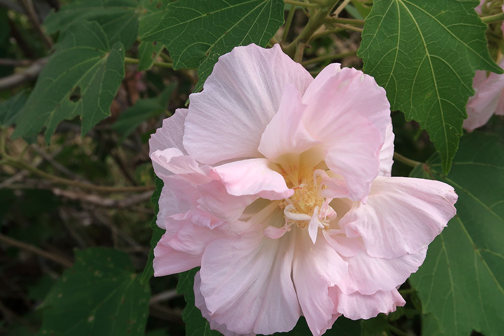 酔芙蓉のピンク色の花