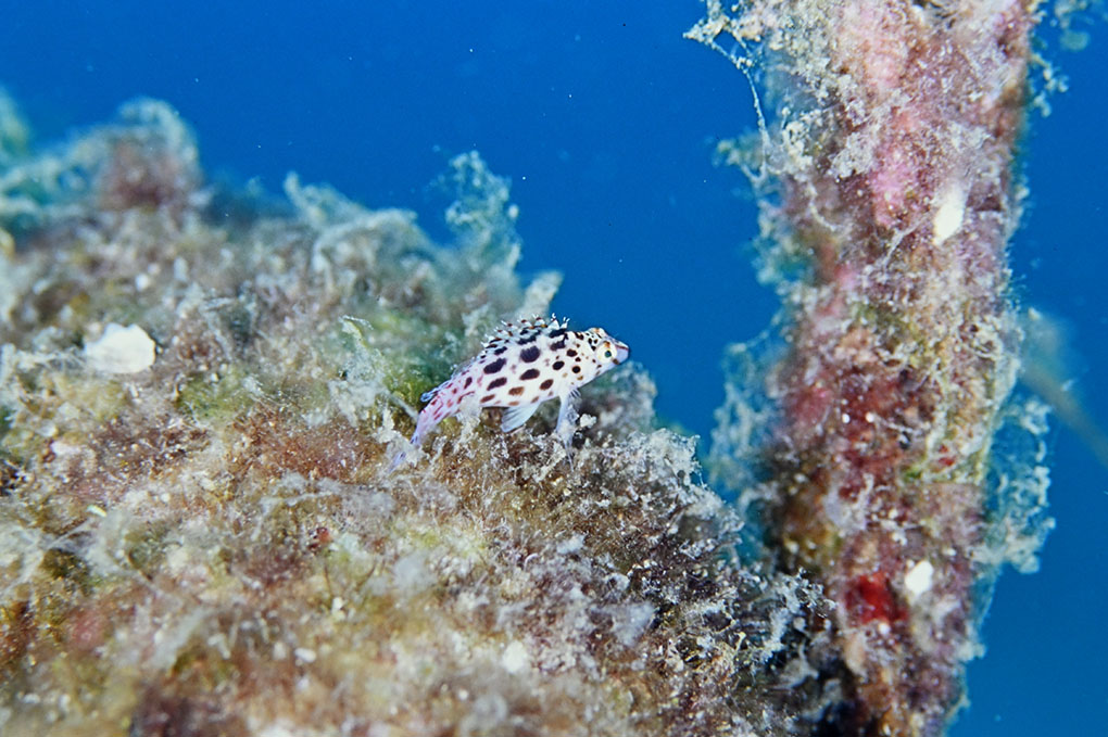 ヒメゴンベの幼魚