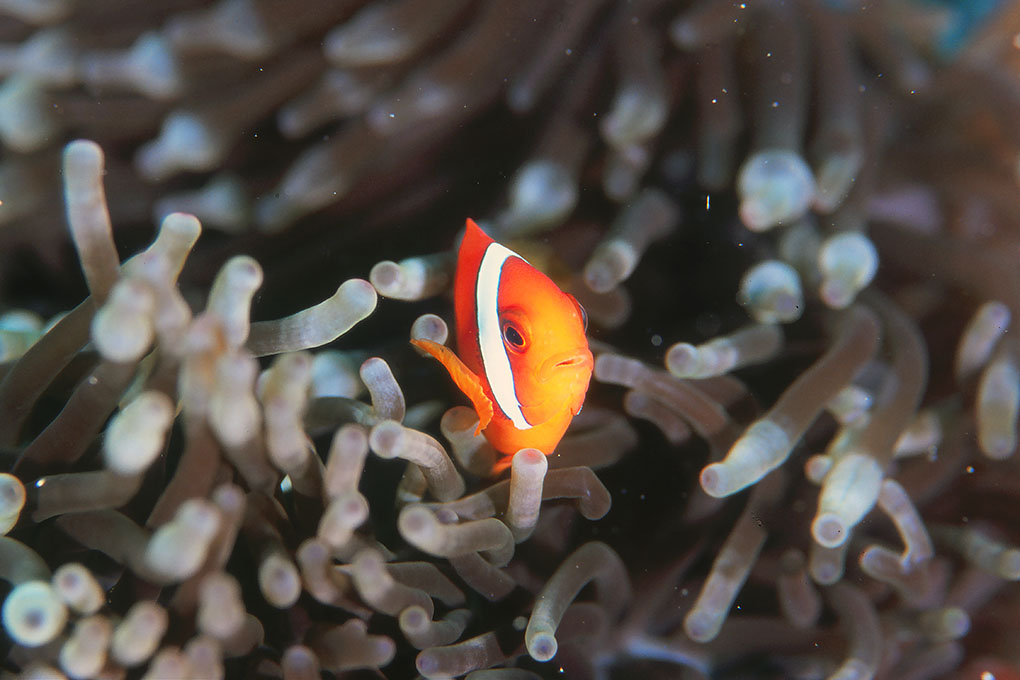 ハマクマノミの幼魚