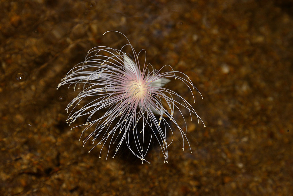 サガリバナは流れてどこへ行く