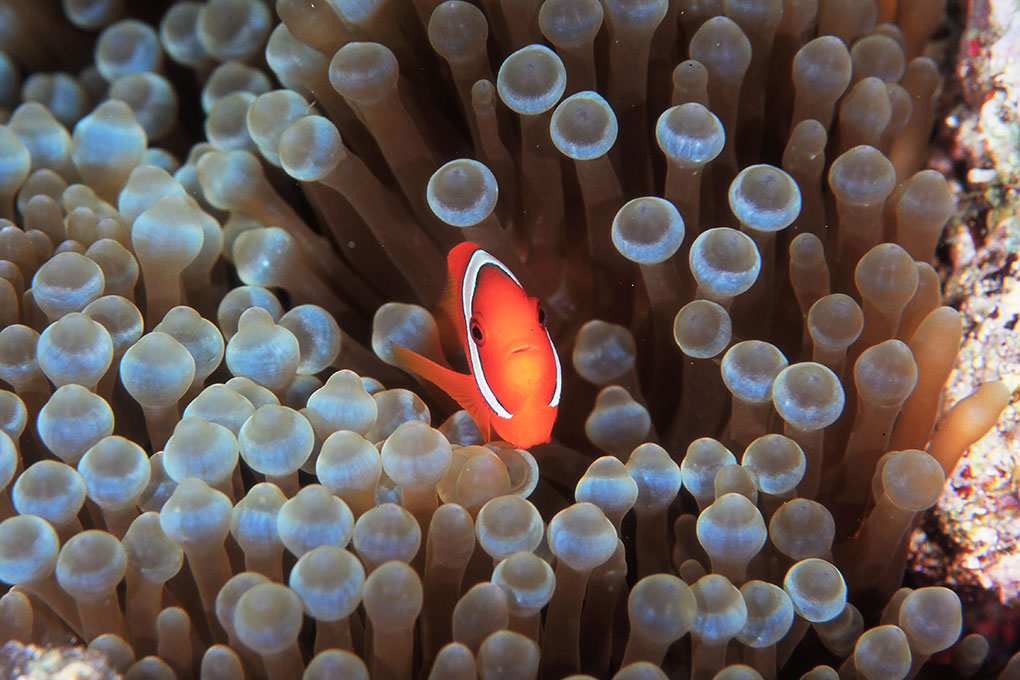 ハマクマノミの幼魚
