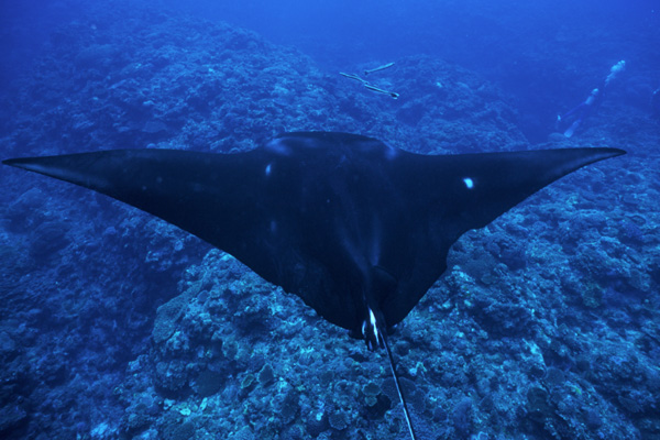 Behind the Manta