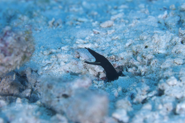 ハナヒゲウツボの幼魚