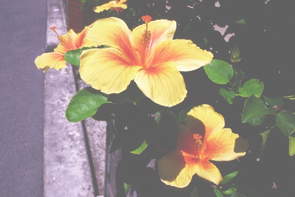 夏