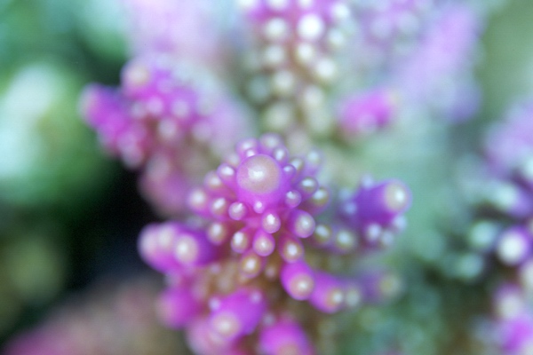 水に咲く花