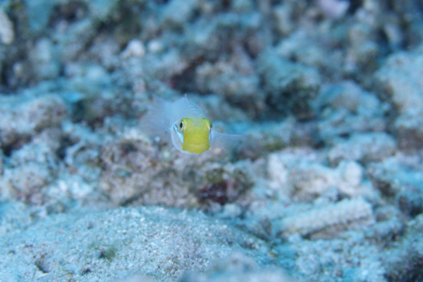 アカハチハゼ