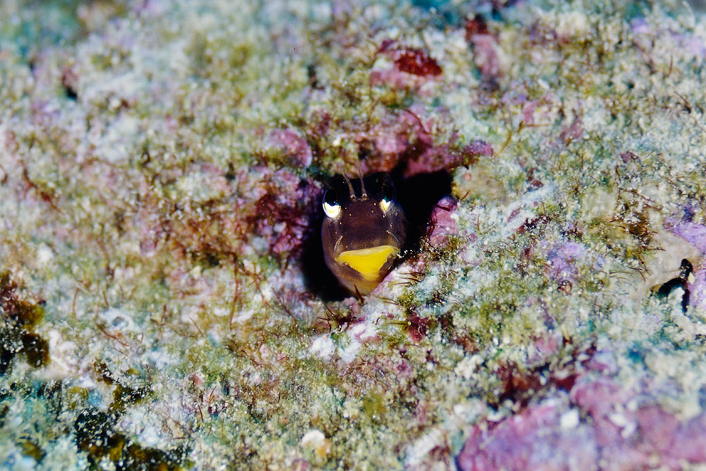 ヒトスジギンポ