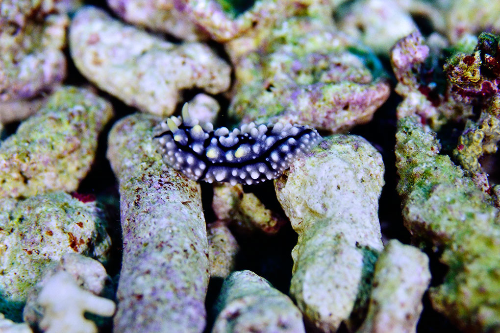 コイボウミウシ