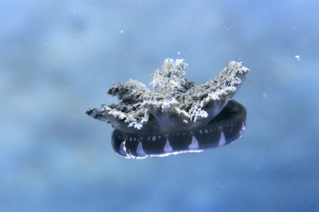 サカサクラゲ