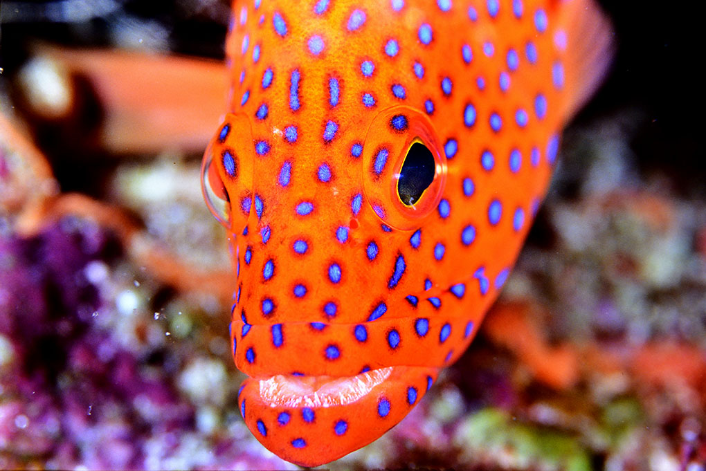 根の主