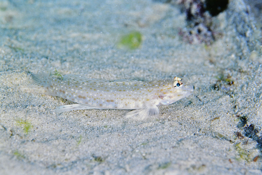 シノビハゼ
