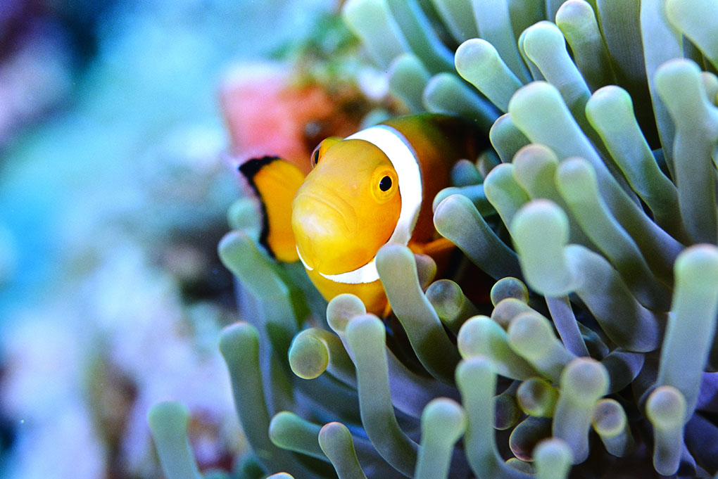 カクレクマノミ