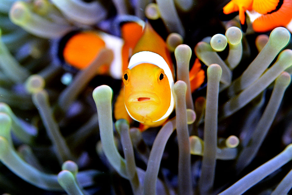 カクレクマノミ