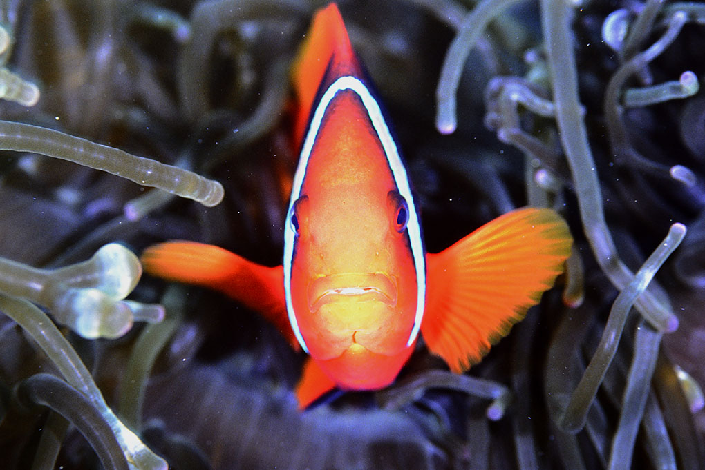 ハマクマノミ