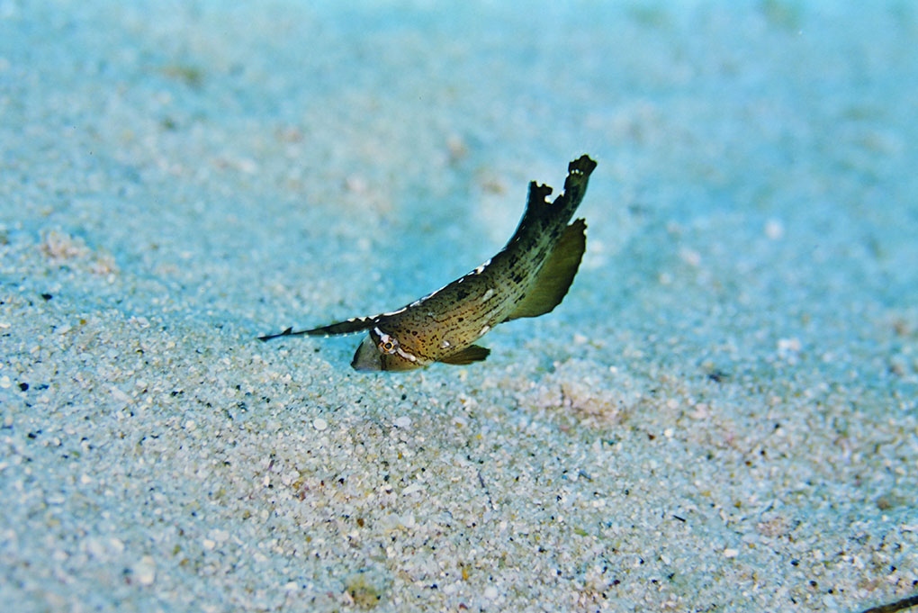 テンスの幼魚