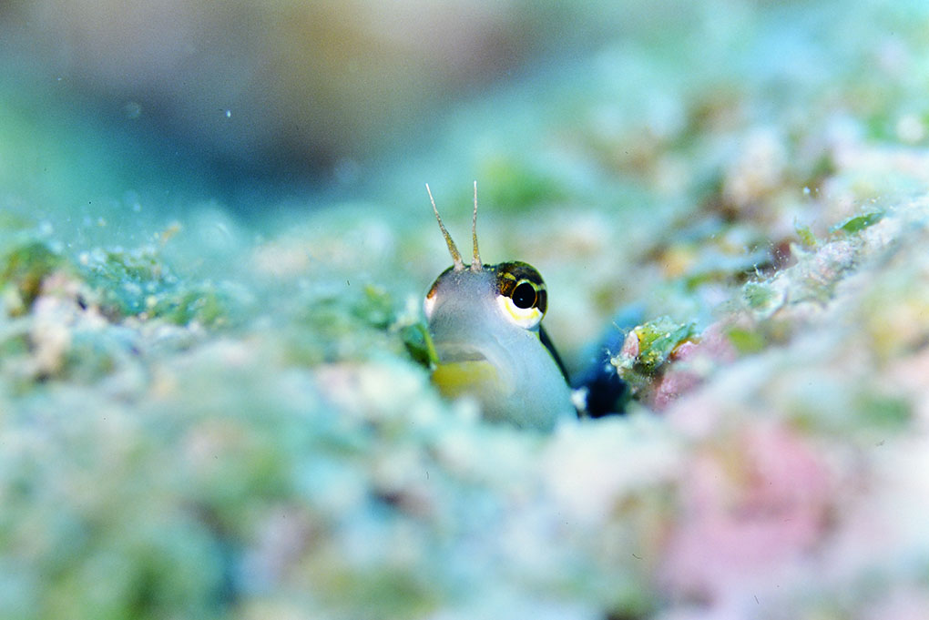 ヒトスジギンポ