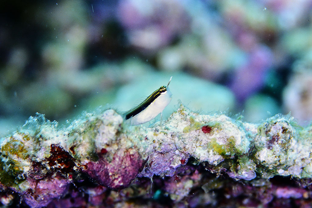 ヒトスジギンポ