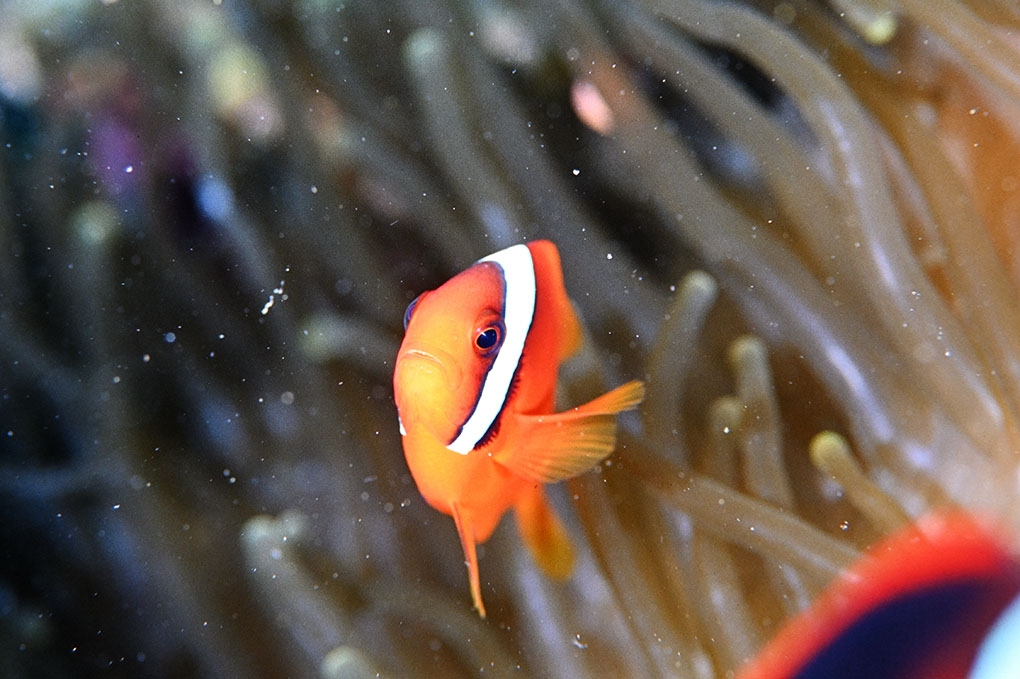 ハマクマノミの幼魚