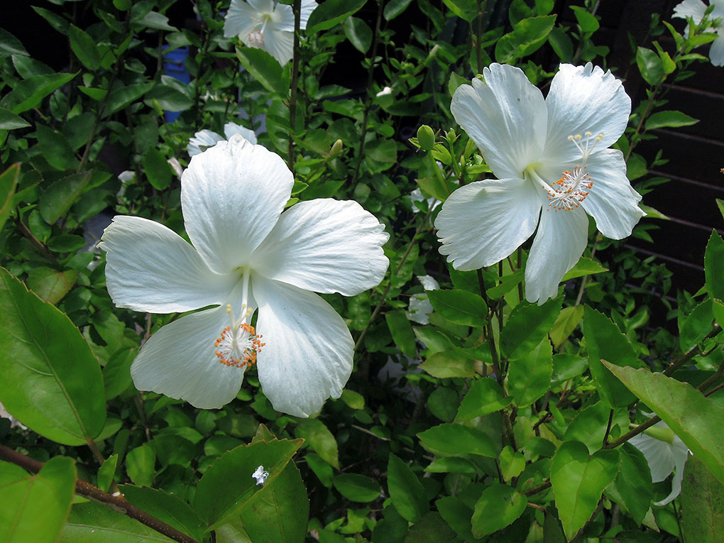 南国の花