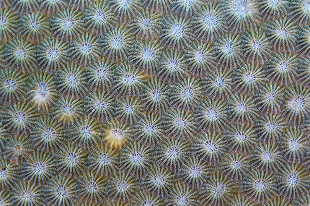 ダイオウサンゴ