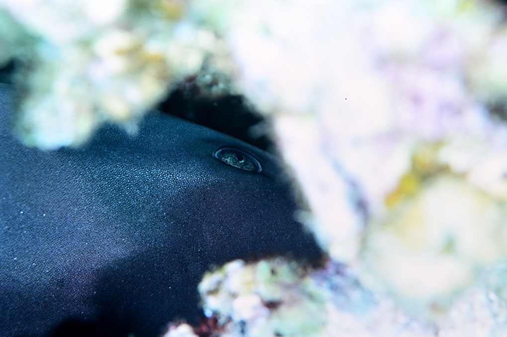 ネムリブカ、寝てる？