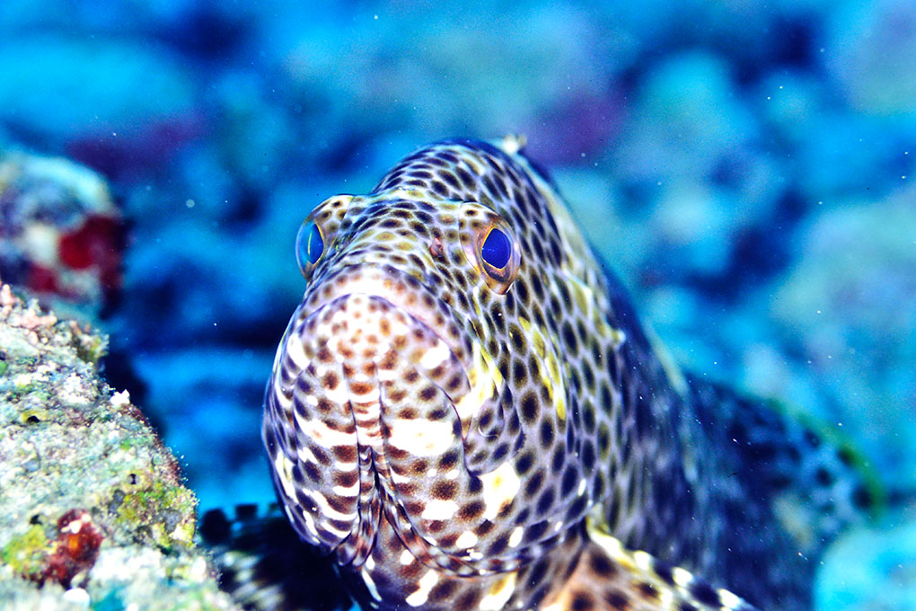 スミツキハタの眼差し