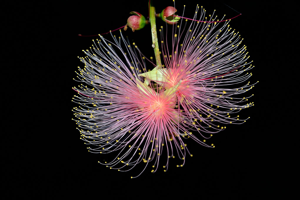 真夏の夜の花